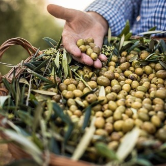 Zeytinyağının Tarihi ve Özellikleri