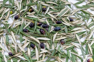 Zeytin Yaprağı Nedir? Faydaları Sık Sorulan Sorular